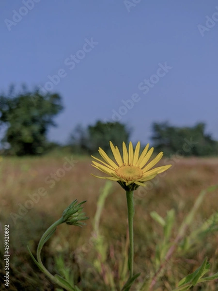 Fototapeta A close up shot of yellow aster flower in the wild fields 