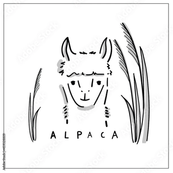Obraz Sweet alpaca vector illustration in hand-drawing. Cute animal head shot picture with hand lettering - Alpaca - 