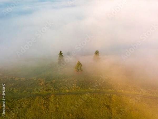 Fototapeta A thin layer of fog floats across the ridge at dawn. Fir trees grow on the slope. Ukrainian Carpathians in the morning. Aerial drone view.