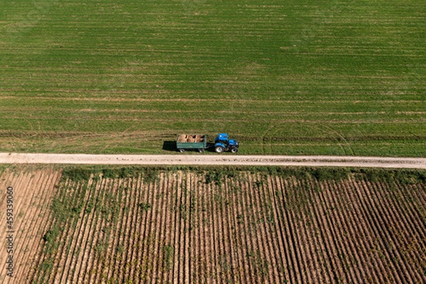 Fototapeta Aerial view at a potatoe harvesting tractor, with lots of potatoes stacked up.
