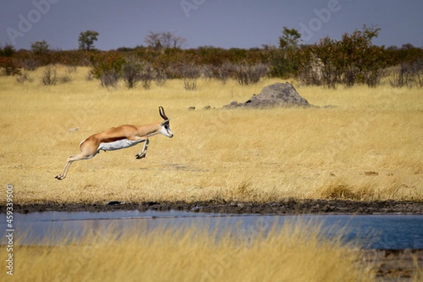 Fototapeta Springbok jumping