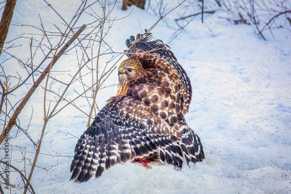 Fototapeta Red Shouldered Hawk Covering Recent Kill in Snow