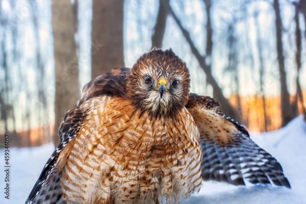 Fototapeta Red Shouldered Hawk Staring at Camera in Winter