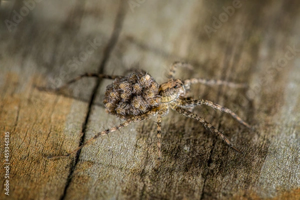 Obraz Wolf Spider with Babies on its back