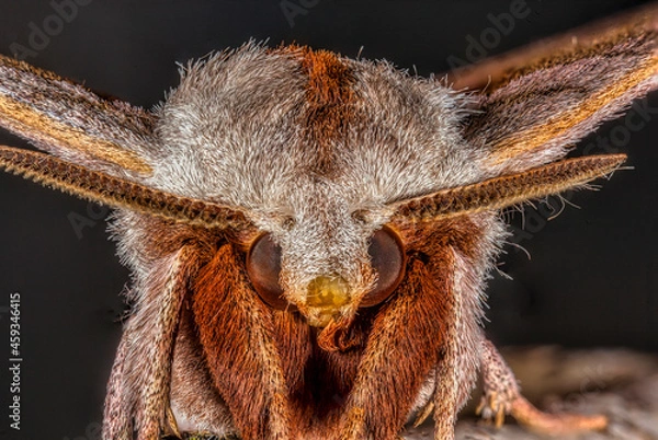 Fototapeta Walnut Sphinx Moth Close up
