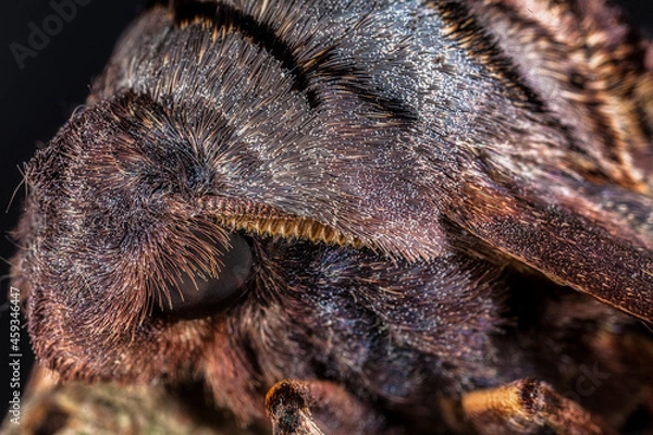 Fototapeta Macro of an Abbott's Sphinx Moth on a Branch