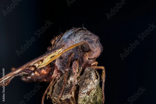 Fototapeta Close Up of an Abbott's Sphinx Moth on a Branch