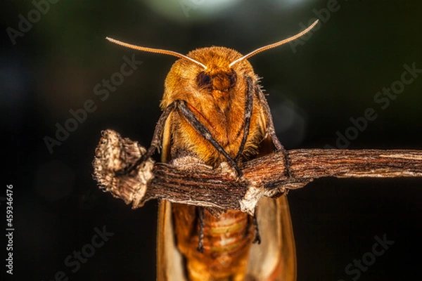 Fototapeta Macro of a Banded Woollybear Caterpillar Moth on a Stick