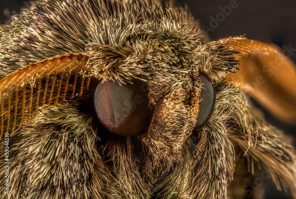 Fototapeta Grey and Tan Moth Macro