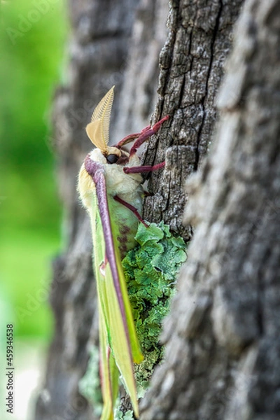 Fototapeta Luna Moth Side View on the side of a Tree