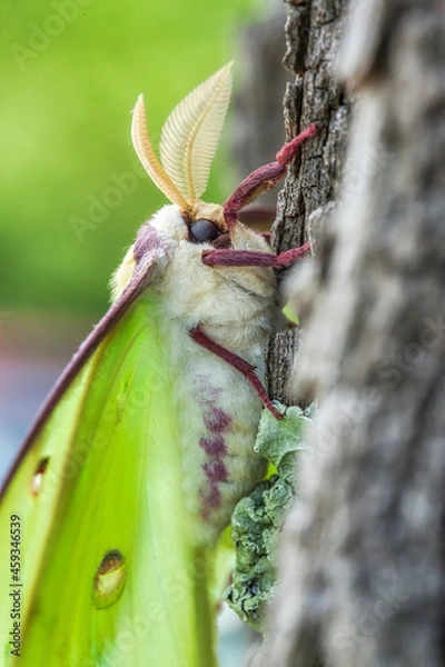 Fototapeta Luna Moth on the side of a Tree