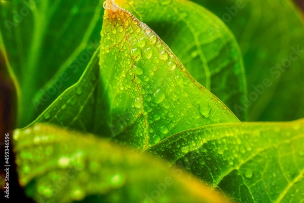 Obraz Morning Dew Droplets on a leaf