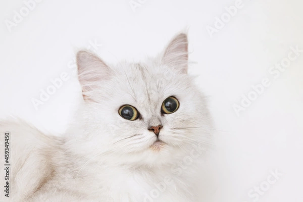 Fototapeta Funny large longhair white cute kitten with beautiful big eyes. Pets and lifestyle concept. Lovely fluffy cat on white background.
