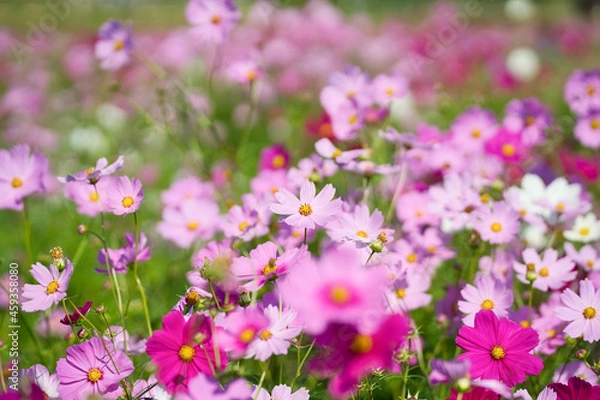 Obraz 満開のコスモス