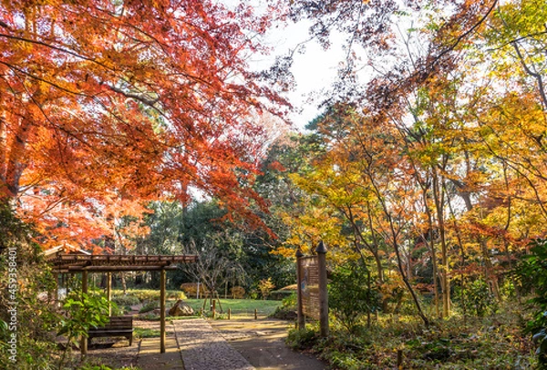 Fototapeta 紅葉の滄浪泉園