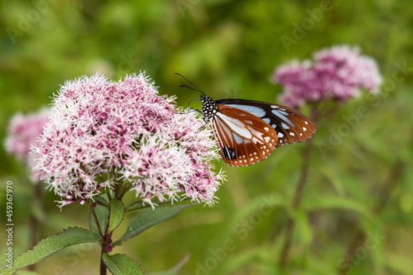 Fototapeta マダラチョウ