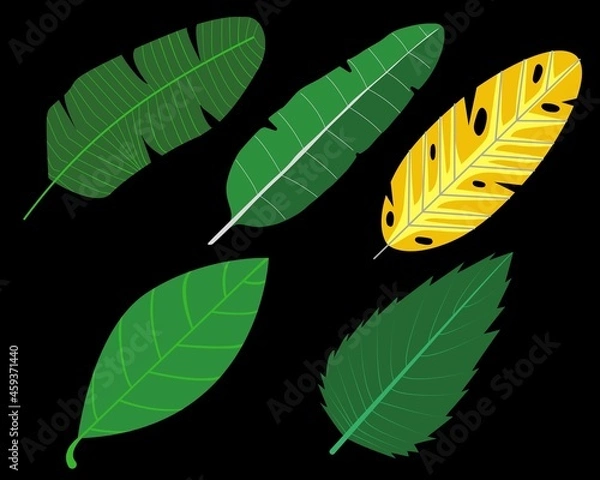 Obraz leaf with drops