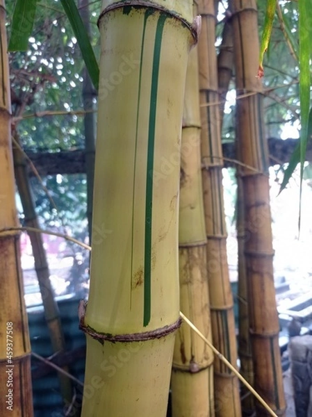 Obraz tree in the water