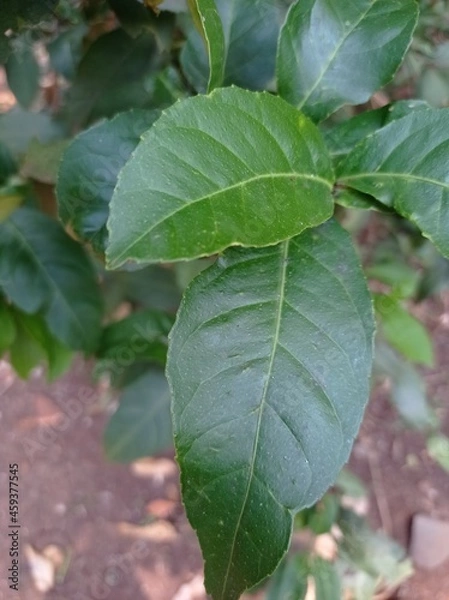 Obraz leaves on a tree