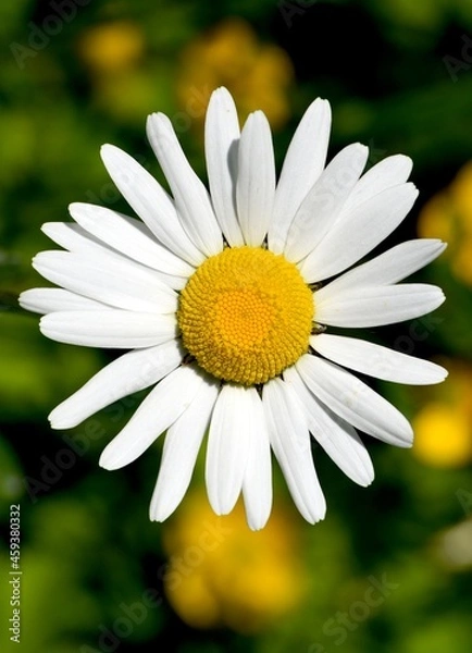 Obraz daisy flower closeup