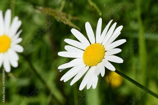 Obraz daisy in the grass