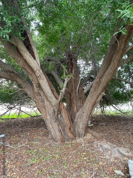Obraz tree in the park