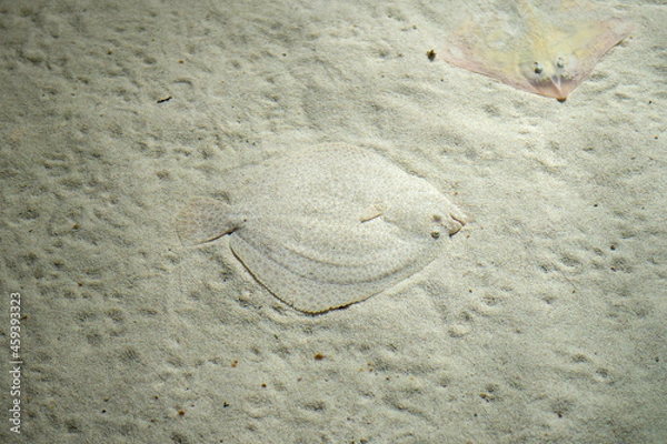 Fototapeta High angle view of Sole fish camouflaged with the sand of the seabed 
