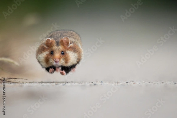 Obraz laufender Feldhamster