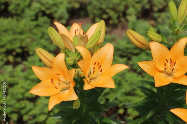 Fototapeta 初夏の公園に咲くオレンジ色のスカシユリの花