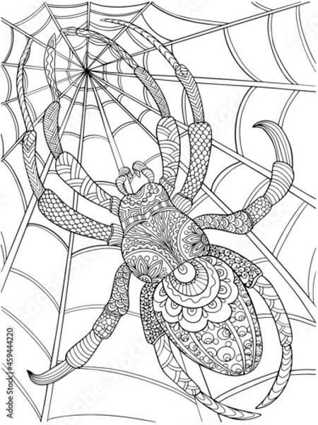 Obraz spider coloring outline on a white background illustration antistress for children and adults holiday cobweb insect page book print