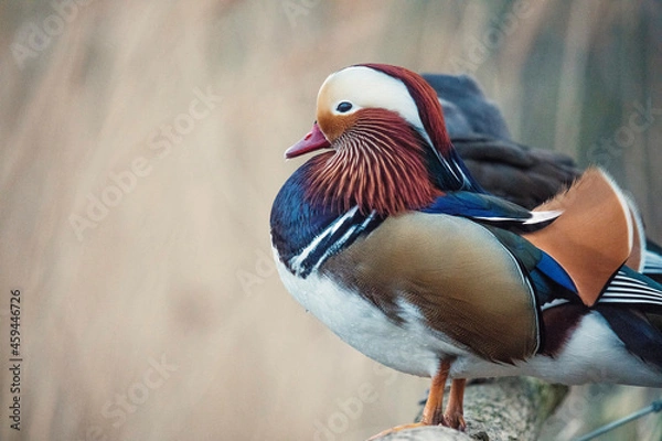 Fototapeta mandarin duck
