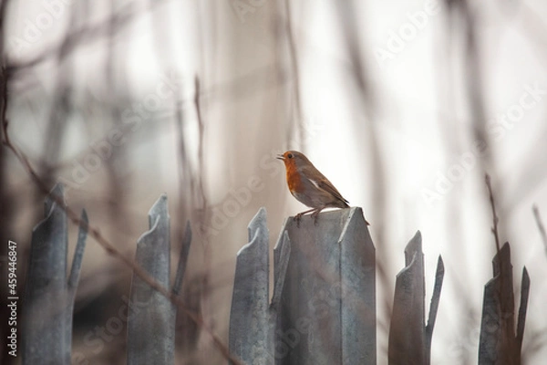 Obraz robin on a fence