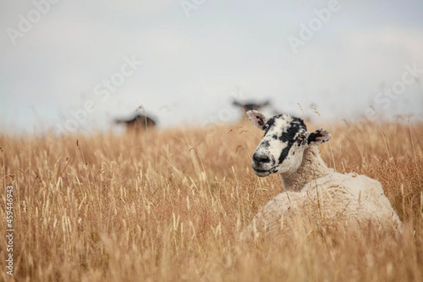 Obraz sheep in the field