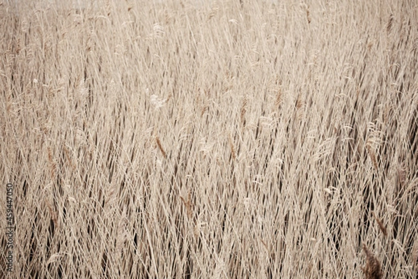 Obraz grass background