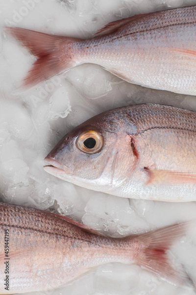 Obraz fresh fish on ice