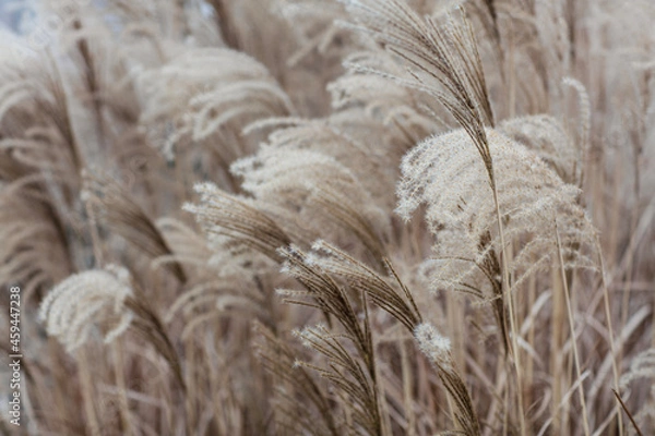 Obraz grass in the snow