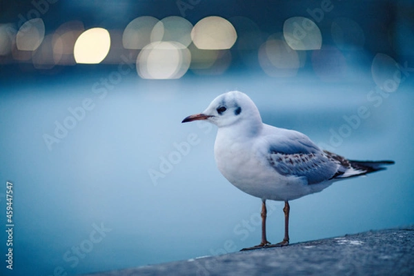 Obraz seagull on the beach