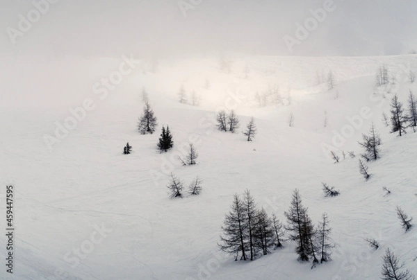 Obraz trees in the snow
