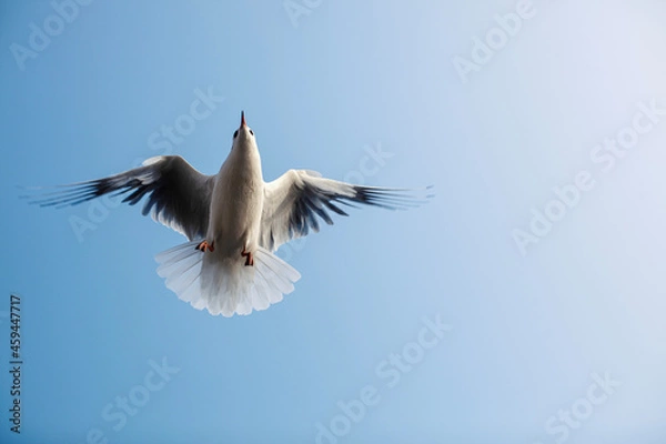 Obraz seagull in flight