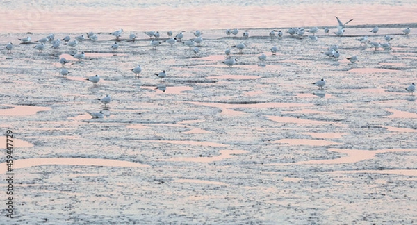 Obraz Seagulls at sunset
