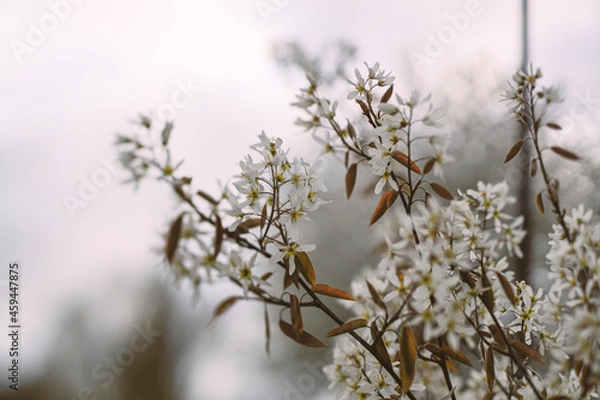 Obraz branches in spring