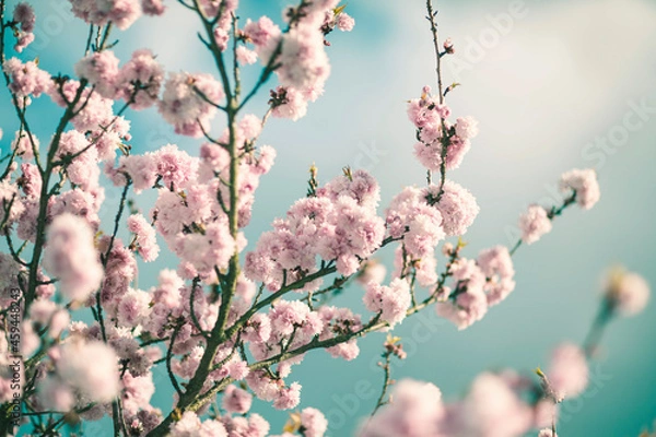 Obraz cherry blossom