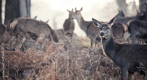 Obraz deer in the woods