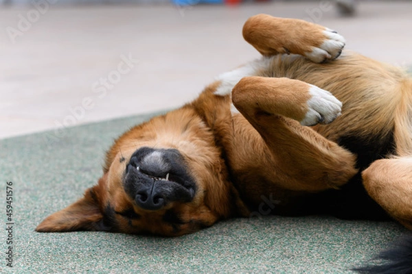 Obraz the dog sleeps lying on its back