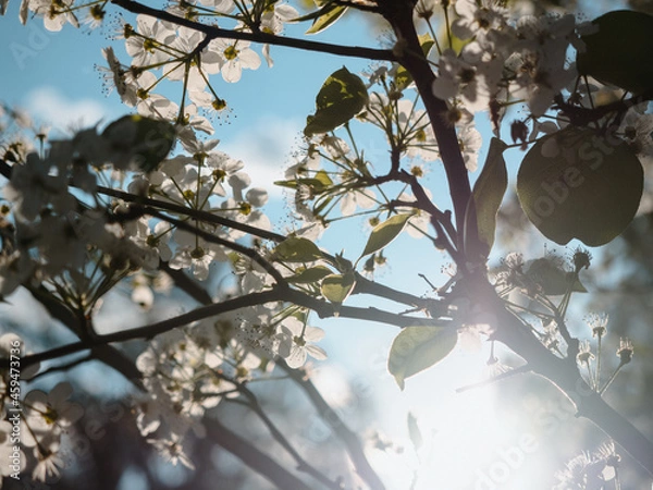 Obraz White Cherry Blossom