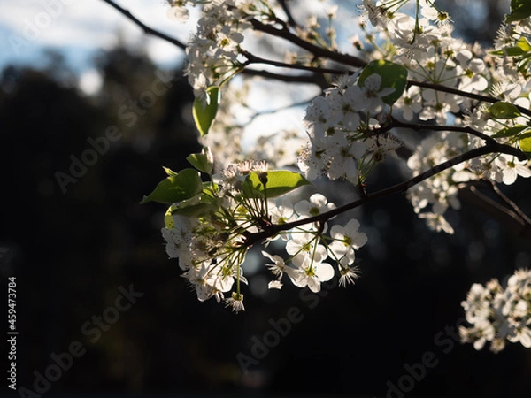 Obraz blossom in spring