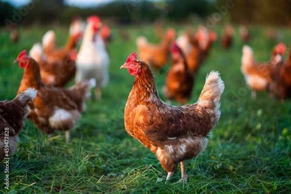 Fototapeta Huhn, Hahn oder Henne auf einer grünen Wiese. Selektive Schärfe. Im Hintergrund mehrere Hühner unscharf