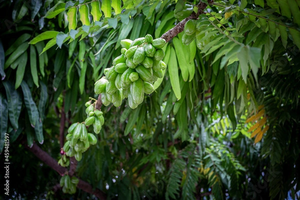 Fototapeta Averrhoa bilimbi (commonly known as bilimbi, cucumber tree, or tree sorrel)