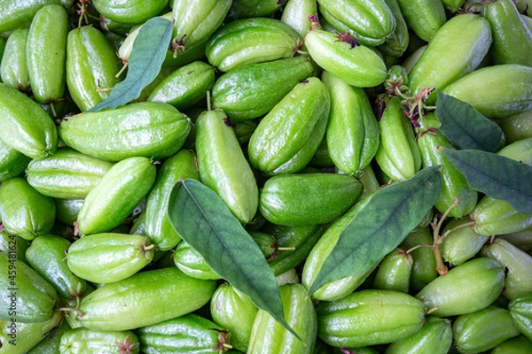 Fototapeta Averrhoa bilimbi (commonly known as bilimbi, cucumber tree, or tree sorrel)