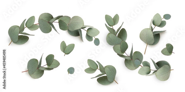 Fototapeta Green leaves eucalyptus isolated